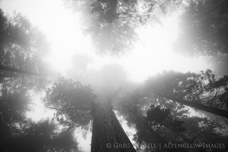 Fog in Sequoia's Giant Forest