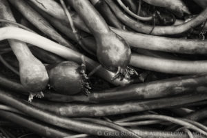 northern california bull kelp