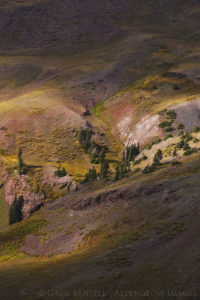 photo of a high altitude hillside with spruce and pine tress as well as red, yellow, and green vegetation as the landscape transitions into fall.