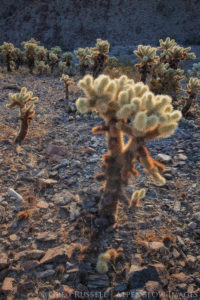 photo of a backlit teddybear cholla cactus early in the morning. The needles are a golden yellow color and a shaded hillside is in the background.