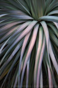 photo of a chaparral yucca in autumn colors ranging from green to a luminescent purple