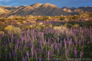 A large field of lupine in the Sonoron Desert near the south entrance to Joshua Tree National Park