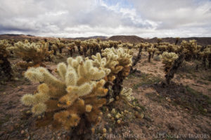 Cholla cactus on a cloudy and stormy day in the desert