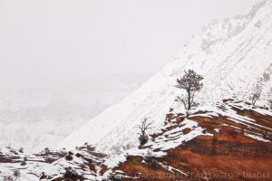 snow on cliffs and a lone pine tree in Zion national park Utah