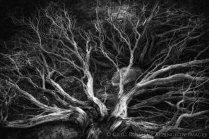 Black and white image of a dead manzanita bush with sinuous branches radiating out from the ancient trunk.