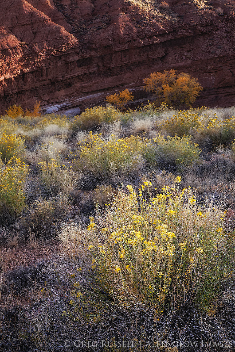 Cottonwoods and a deep dark red canyon wall in autumn