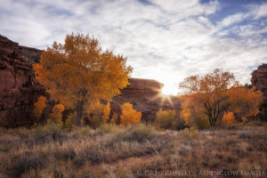 Cottonwoods in full autumn gold in a shallow canyon as the sun sets behind them.