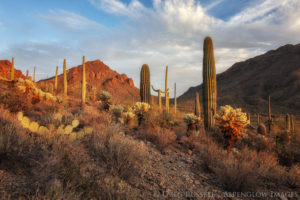 cholla and saguaro cactus are illuminated at sunset, with large rocky peaks in the background and wispy clouds in the sky overhead.