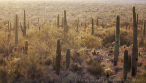 saguaro and cholla cactus are backlit and silhouetted at sunset
