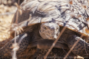 photograph of a desert tortoise in the Mojave Desert with plant stalks in front of it.