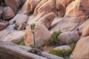 a rocky alcove protects small Joshua trees and cactus and is glowing in the late day light