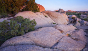 juniper trees and rocks are illuminated as the sun comes up in the Mojave Desert
