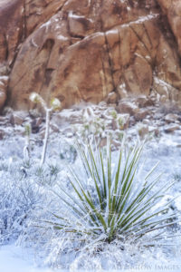 snowy Mojave yuccas stand against a wall of orange granite in Joshua Tree national park