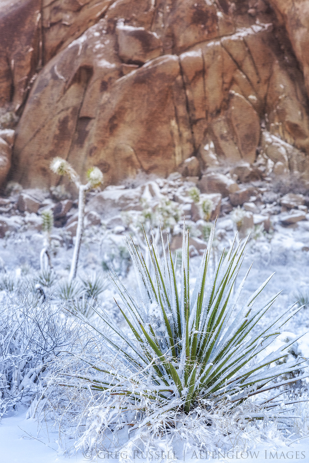 snowy Mojave yuccas stand against a wall of orange granite in Joshua Tree national park