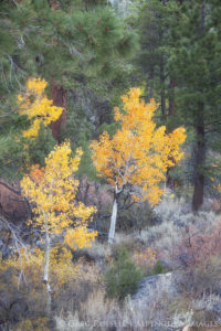 aspen trees in brilliant fall color are interspersed with pine trees and sage in the Sierra Nevada foothills