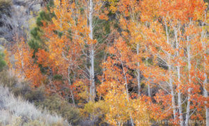 aspen trees glow a brilliant red color in autumn.
