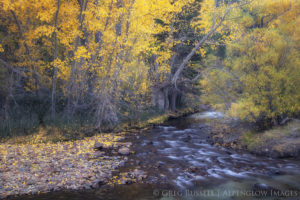 alder trees in full fall color along the bank of a rushing creek