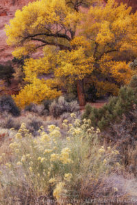 A cottonwood in full autumn color stands among sagebrush at the mouth of a redrock canyon