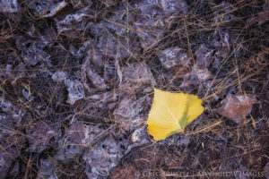 A single cottonwood leaf rests on the ground, with dead and decomposing leaves beneath it.