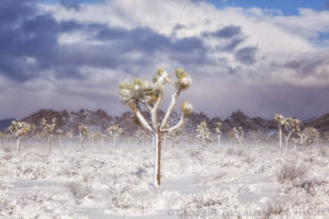 snow is blown through the foreground on a blustery winter day in a large stand of Joshua trees, all of which are covered in snow