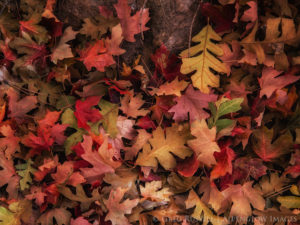 a pile of gold, red, and orange oak leaves in Zion National Park, Utah